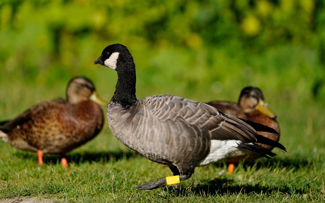 Was ist der Unterschied zwischen Gänsen und Enten?